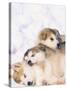 Alaskan Malamute Puppies in the Snow-Lynn M^ Stone-Stretched Canvas