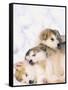 Alaskan Malamute Puppies in the Snow-Lynn M^ Stone-Framed Stretched Canvas