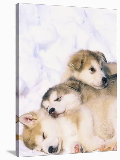 Alaskan Malamute Puppies in the Snow-Lynn M^ Stone-Stretched Canvas