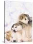 Alaskan Malamute Puppies in the Snow-Lynn M^ Stone-Stretched Canvas