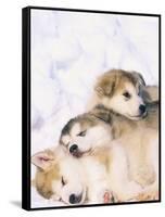 Alaskan Malamute Puppies in the Snow-Lynn M^ Stone-Framed Stretched Canvas