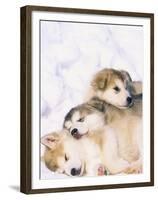 Alaskan Malamute Puppies in the Snow-Lynn M^ Stone-Framed Premium Photographic Print