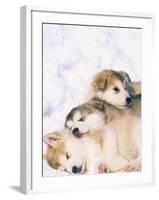 Alaskan Malamute Puppies in the Snow-Lynn M^ Stone-Framed Premium Photographic Print