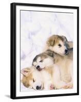 Alaskan Malamute Puppies in the Snow-Lynn M^ Stone-Framed Premium Photographic Print