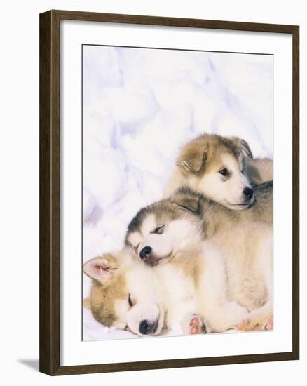 Alaskan Malamute Puppies in the Snow-Lynn M^ Stone-Framed Premium Photographic Print