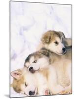 Alaskan Malamute Puppies in the Snow-Lynn M^ Stone-Mounted Premium Photographic Print