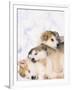 Alaskan Malamute Puppies in the Snow-Lynn M^ Stone-Framed Premium Photographic Print