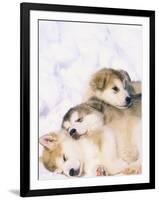 Alaskan Malamute Puppies in the Snow-Lynn M^ Stone-Framed Premium Photographic Print