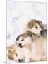 Alaskan Malamute Puppies in the Snow-Lynn M^ Stone-Mounted Premium Photographic Print