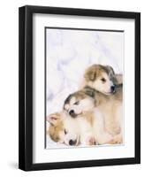 Alaskan Malamute Puppies in the Snow-Lynn M^ Stone-Framed Premium Photographic Print