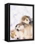 Alaskan Malamute Puppies in the Snow-Lynn M^ Stone-Framed Stretched Canvas