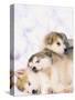 Alaskan Malamute Puppies in the Snow-Lynn M^ Stone-Stretched Canvas