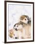 Alaskan Malamute Puppies in the Snow-Lynn M^ Stone-Framed Photographic Print