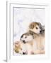 Alaskan Malamute Puppies in the Snow-Lynn M^ Stone-Framed Photographic Print