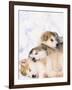 Alaskan Malamute Puppies in the Snow-Lynn M^ Stone-Framed Photographic Print