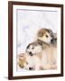 Alaskan Malamute Puppies in the Snow-Lynn M^ Stone-Framed Photographic Print