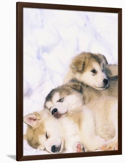 Alaskan Malamute Puppies in the Snow-Lynn M^ Stone-Framed Photographic Print