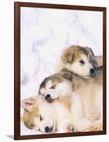Alaskan Malamute Puppies in the Snow-Lynn M^ Stone-Framed Photographic Print