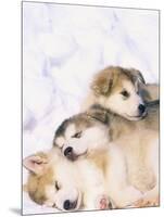 Alaskan Malamute Puppies in the Snow-Lynn M^ Stone-Mounted Photographic Print