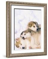 Alaskan Malamute Puppies in the Snow-Lynn M^ Stone-Framed Photographic Print