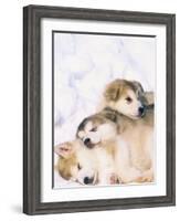 Alaskan Malamute Puppies in the Snow-Lynn M^ Stone-Framed Photographic Print