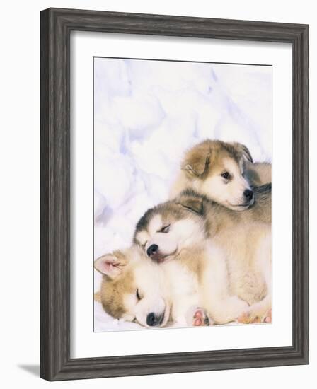 Alaskan Malamute Puppies in the Snow-Lynn M^ Stone-Framed Photographic Print