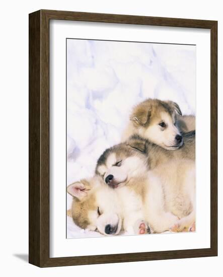 Alaskan Malamute Puppies in the Snow-Lynn M^ Stone-Framed Photographic Print