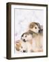 Alaskan Malamute Puppies in the Snow-Lynn M^ Stone-Framed Photographic Print