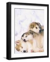 Alaskan Malamute Puppies in the Snow-Lynn M^ Stone-Framed Photographic Print