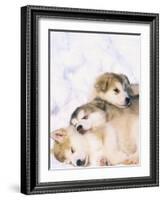 Alaskan Malamute Puppies in the Snow-Lynn M^ Stone-Framed Photographic Print