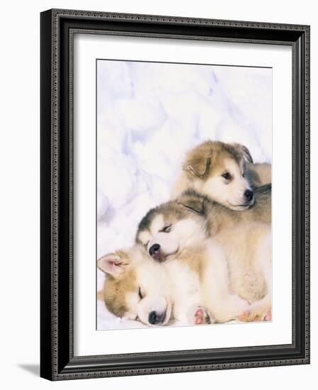 Alaskan Malamute Puppies in the Snow-Lynn M^ Stone-Framed Photographic Print