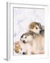 Alaskan Malamute Puppies in the Snow-Lynn M^ Stone-Framed Photographic Print