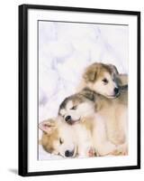 Alaskan Malamute Puppies in the Snow-Lynn M^ Stone-Framed Photographic Print