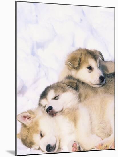 Alaskan Malamute Puppies in the Snow-Lynn M^ Stone-Mounted Photographic Print