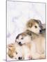 Alaskan Malamute Puppies in the Snow-Lynn M^ Stone-Mounted Photographic Print