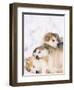 Alaskan Malamute Puppies in the Snow-Lynn M^ Stone-Framed Photographic Print