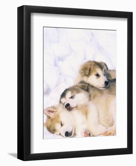 Alaskan Malamute Puppies in the Snow-Lynn M^ Stone-Framed Photographic Print