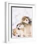 Alaskan Malamute Puppies in the Snow-Lynn M^ Stone-Framed Photographic Print