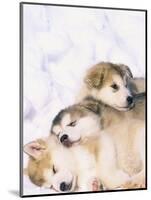 Alaskan Malamute Puppies in the Snow-Lynn M^ Stone-Mounted Photographic Print