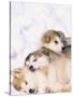 Alaskan Malamute Puppies in the Snow-Lynn M^ Stone-Stretched Canvas