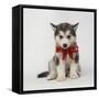 Alaskan Malamute Puppy with Red Bow-null-Framed Stretched Canvas