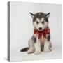 Alaskan Malamute Puppy with Red Bow-null-Stretched Canvas