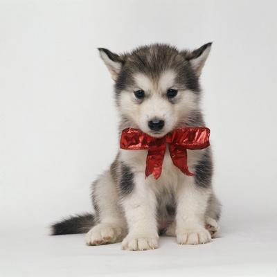 Puppy with clearance red bow