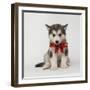 Alaskan Malamute Puppy with Red Bow-null-Framed Photographic Print