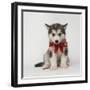 Alaskan Malamute Puppy with Red Bow-null-Framed Photographic Print