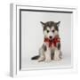 Alaskan Malamute Puppy with Red Bow-null-Framed Photographic Print