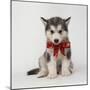 Alaskan Malamute Puppy with Red Bow-null-Mounted Photographic Print