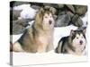 Alaskan Malamutes in the Snow-Lynn M^ Stone-Stretched Canvas