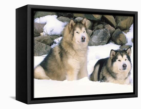 Alaskan Malamutes in the Snow-Lynn M^ Stone-Framed Stretched Canvas