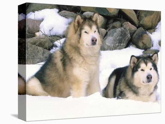 Alaskan Malamutes in the Snow-Lynn M^ Stone-Stretched Canvas